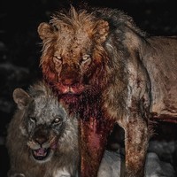 Lions After Hunt