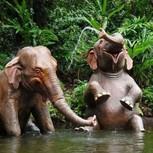Elefantes Baño