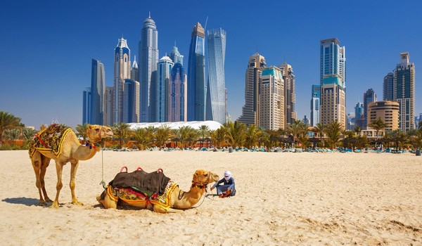 Dubai Camellos