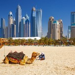 Dubai Camellos