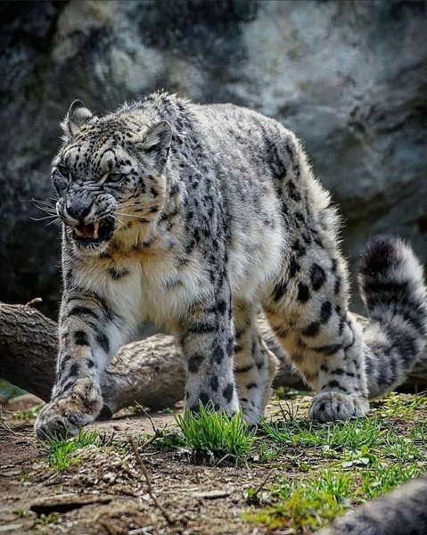 Leopardo Enfadado